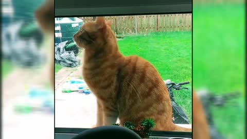 Cat on the window