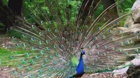 Beautiful peacock
