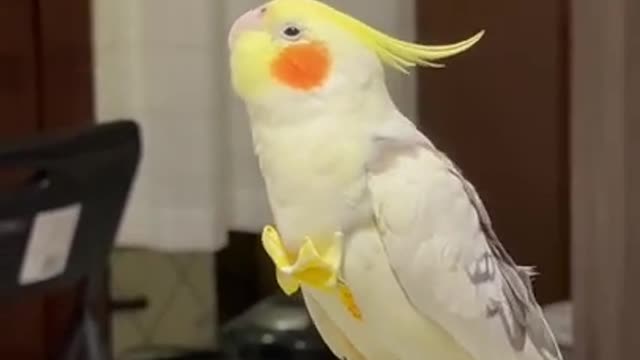 Cockatiel_Best_Singing_and__Talking_Companion_in_the_World___Cockatiel_Singing__training_video