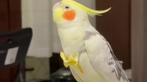 Cockatiel_Best_Singing_and__Talking_Companion_in_the_World___Cockatiel_Singing__training_video