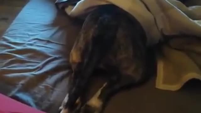 LUCY, FUNNY BULL TERRIER TAIL WAGGING, SOUTH AFRICAN DOG_Cut.mp4