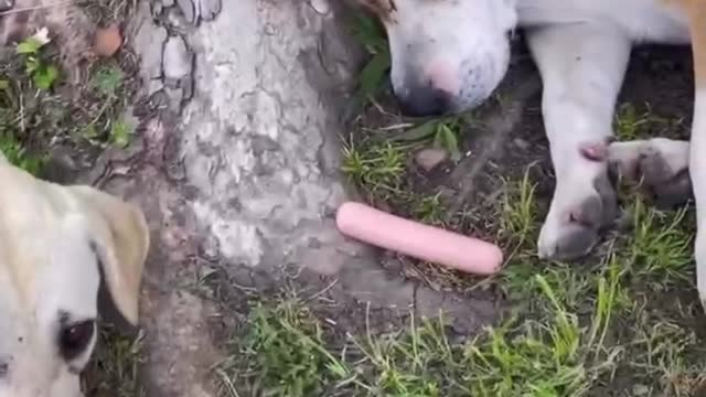 This is what a happy dog's life looks like