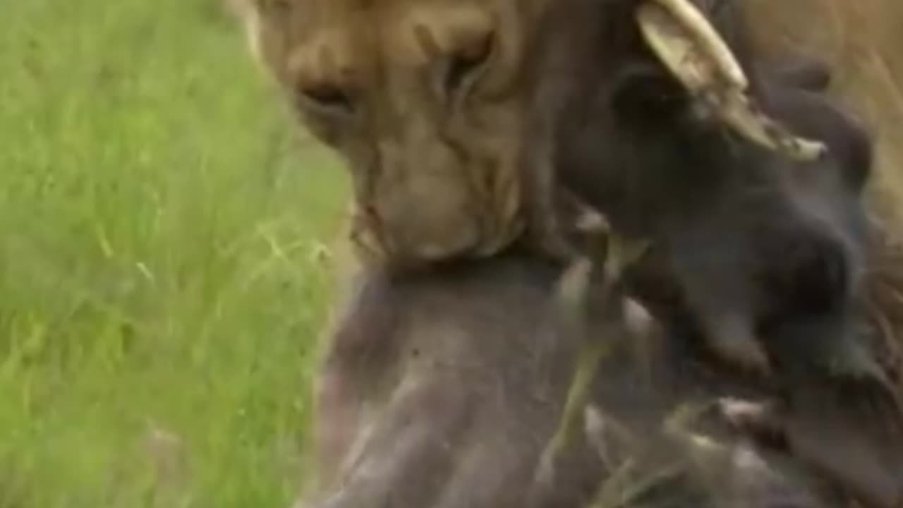 Lion takes down Warthog