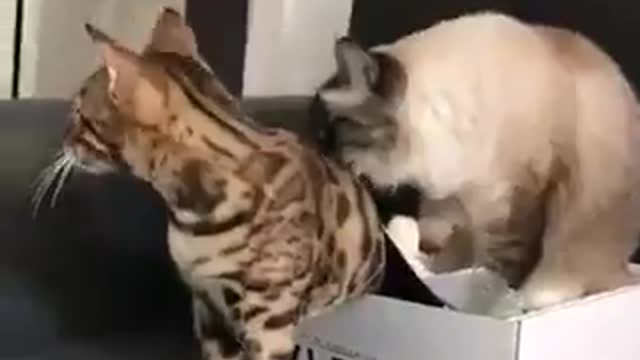 Adorable cat VS Box and mate cute scene