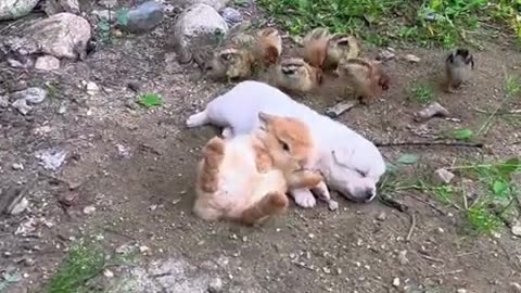 The little rabbit uses the dog as a pillow.