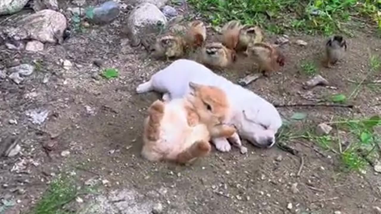 The little rabbit uses the dog as a pillow.