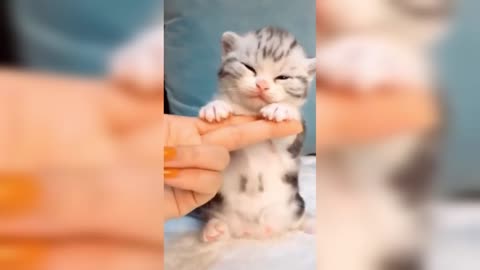 Cute Kitty