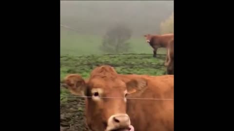 Funny video