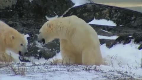 Living Next to a Killer | Wild: Polar Bear Diary | BBC Earth