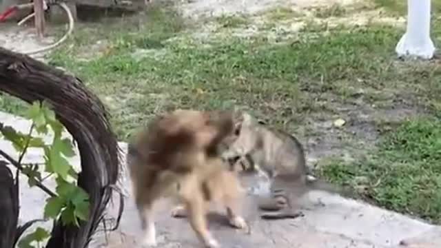 Best of The 2021 Funny Animals Video #4🤣Funny Animals Videos 2021🤣 🐶