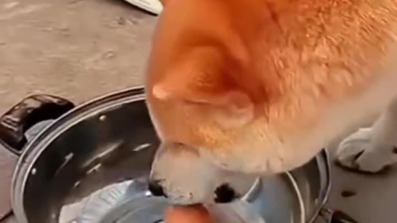 Dog Steals Egg and Hides from Owner! Hilarious Reaction Caught on Camera!