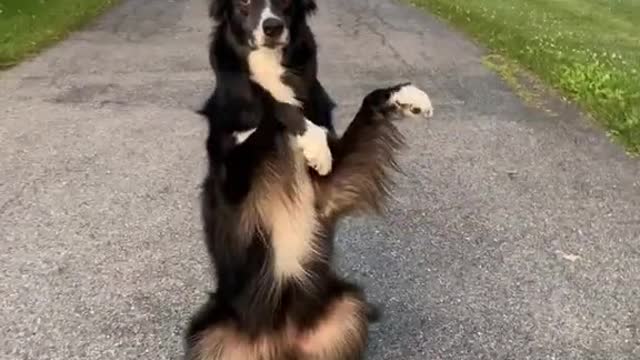 this dog is everything someone wants to have