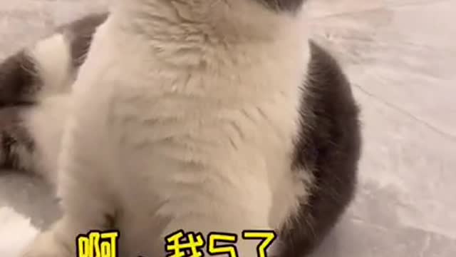 Cute Cats and Funny Animals Compilation 😹 Try Not To Laugh Challenge