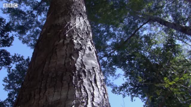 Stag Beetle Throws Girlfriend Out Of Tree | Life | BBC Earth