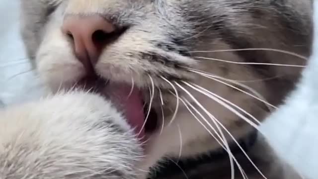 fluffy kitten licking its paws