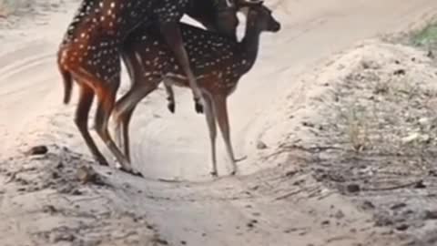 potted deer mating pair - Ranthambore National Park Spotted deer mating pair