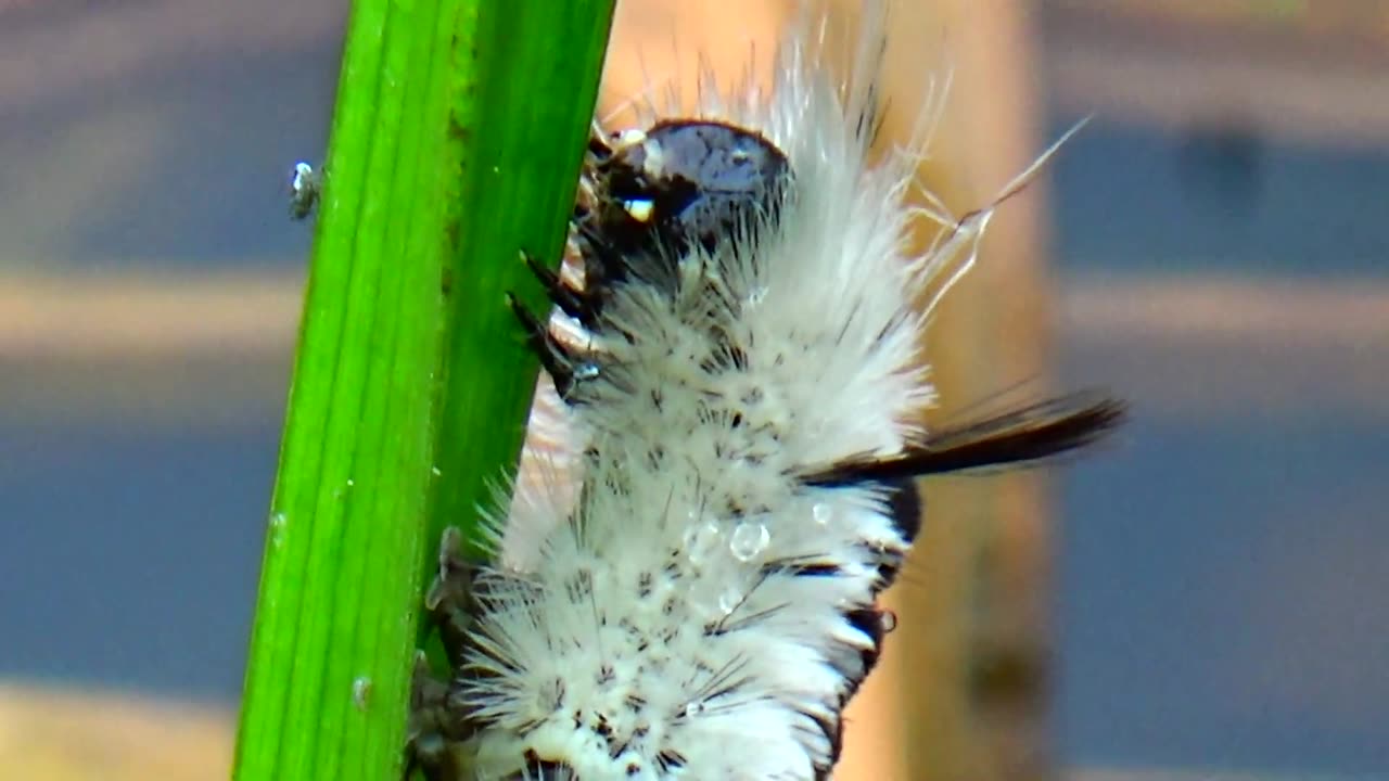 Caterpillar