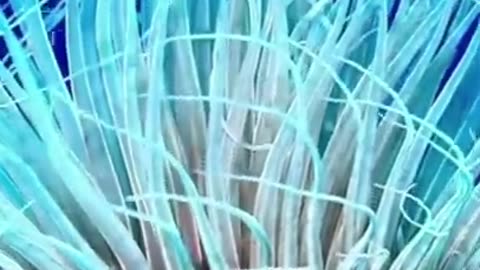 Mysterious Ocean Creature #shorts #shortsvideo #video #viral