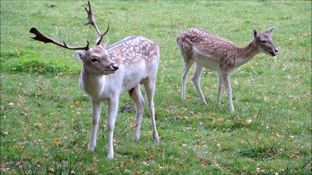 Pair of Fallow Deer And Ayl Eating In Garden