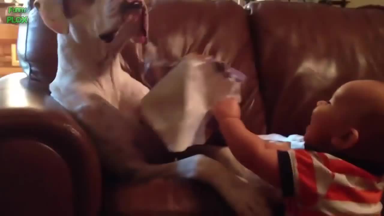 Babies laugh hysterically at the compilation of dogs (2014)