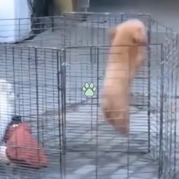 cats and dogs do the mess around ! Best 2021