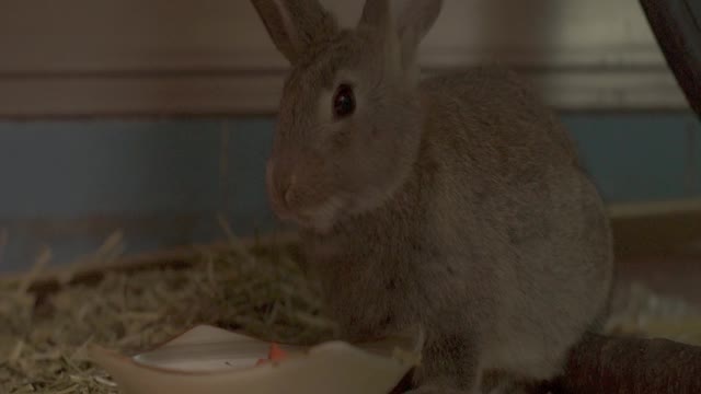 A rabbit who chews a carrot hard