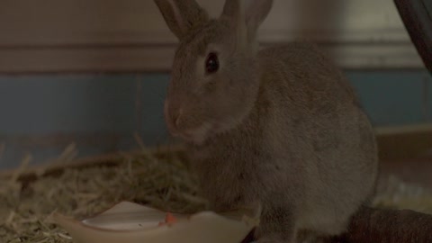 A rabbit who chews a carrot hard