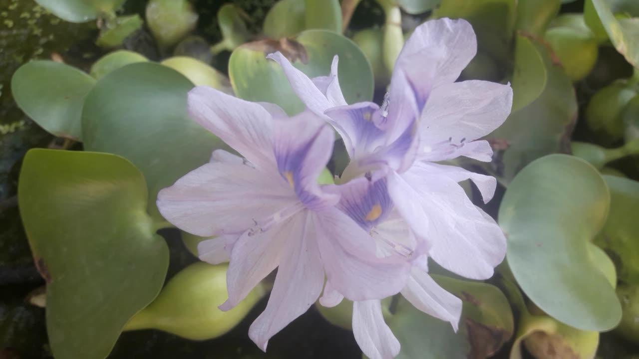 Trio Eichhornia