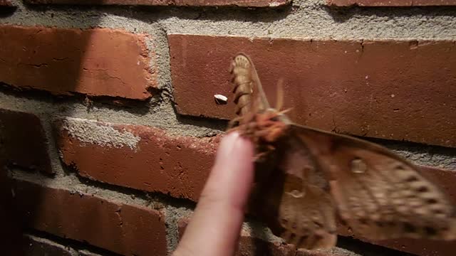 Polyphemus Moth on my Finger