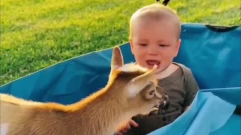 Funny animal videos I found on Instagram 99