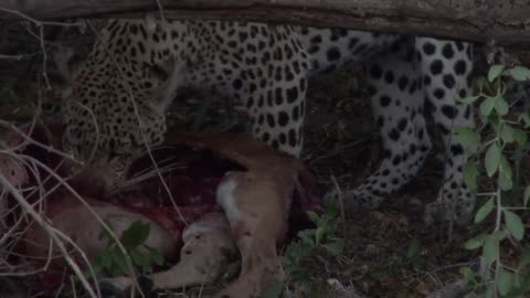 Leopard enjoying a meal😮