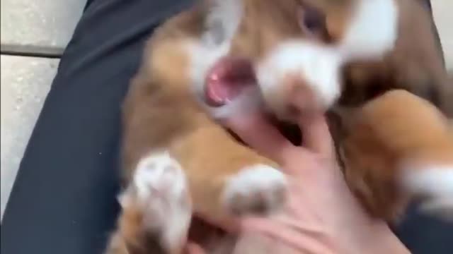 Funny video of dog