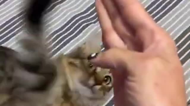 FUNNY CAT MEMES COMPILATION OF 2022 PART 34