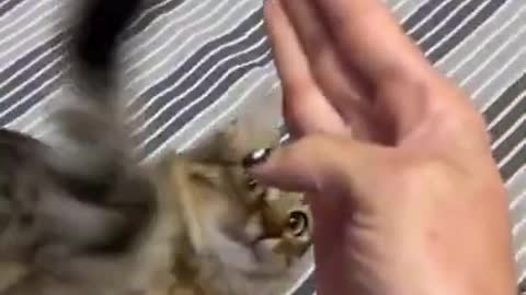 FUNNY CAT MEMES COMPILATION OF 2022 PART 34