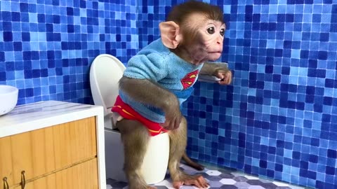 Monkey Baby Bon Bon oes to the toilet and plays with Ducklings in the swimming pool