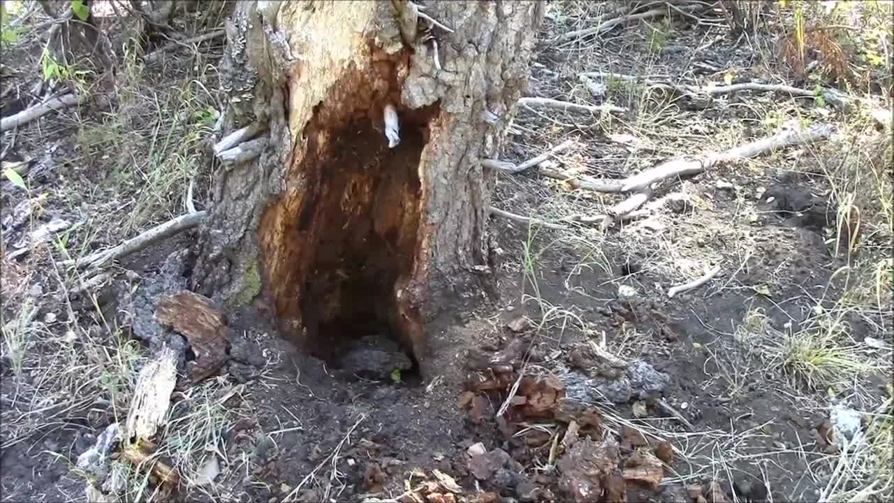 Fresh Elk Kill in Dry Bark Wallow