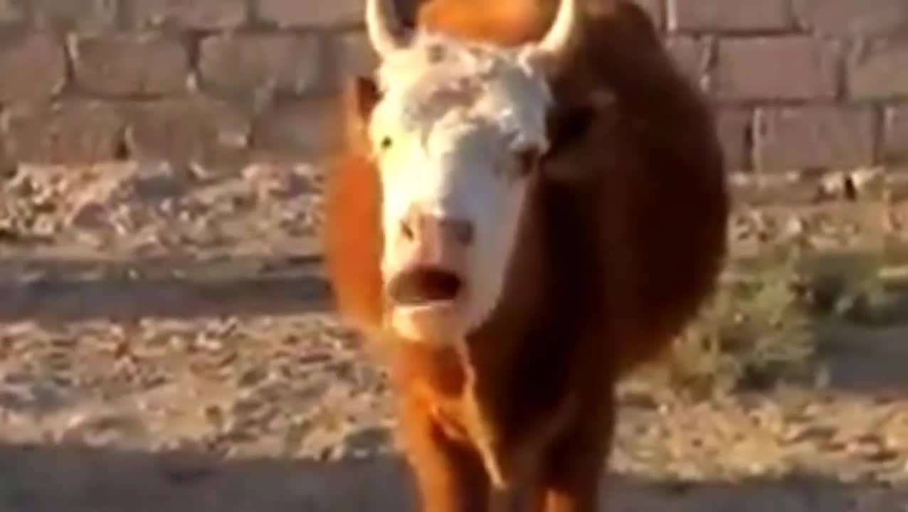 La Vache Qui Rit