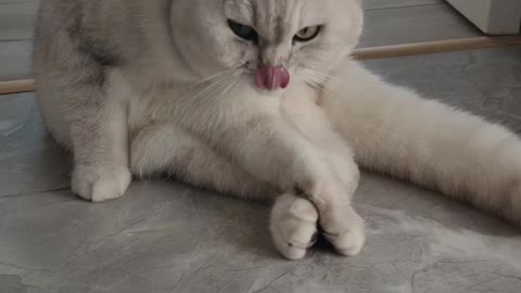 cat