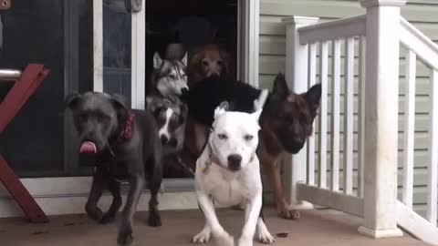 Glass sliding door opens and a bunch of dogs run out of patio