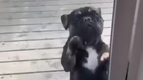 the cute dog dance for owner