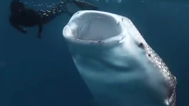 The scuba diver swims among the largest fish in the world