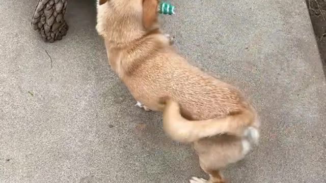 And it’s a different toy every day