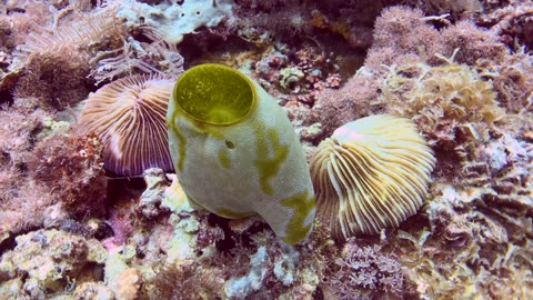 Sea squirt in Balicasag Island