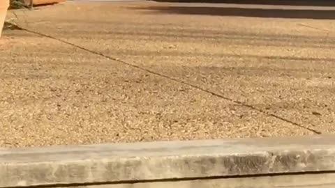 Squirrel runs into school and girl chases it