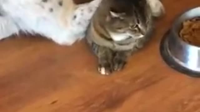 Cat tries to sneak in and eat dog’s food but is caught