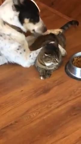 Cat tries to sneak in and eat dog’s food but is caught