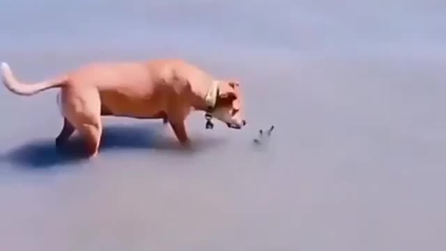 Super Funny Dog Video # 5