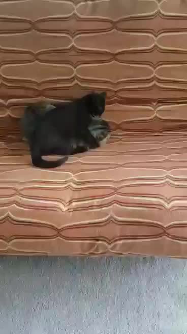 Jango and Ezio MMS Rumble