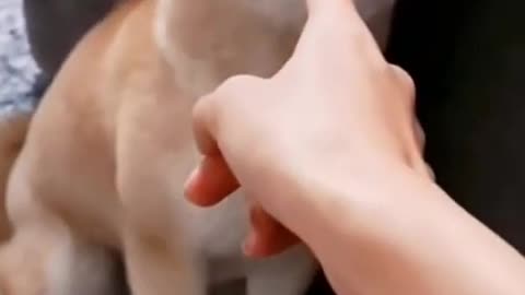 funny dog and play with owner