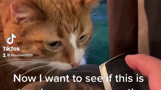 Stroking Comb Makes Cat Gag